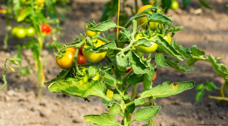Plantación sucesiva:una guía para principiantes sobre cosechas continuas 