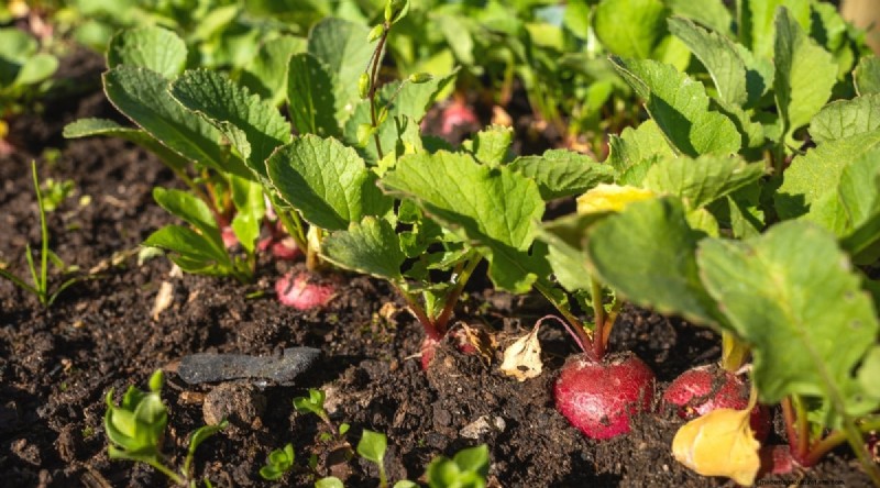 Plantación sucesiva:una guía para principiantes sobre cosechas continuas 