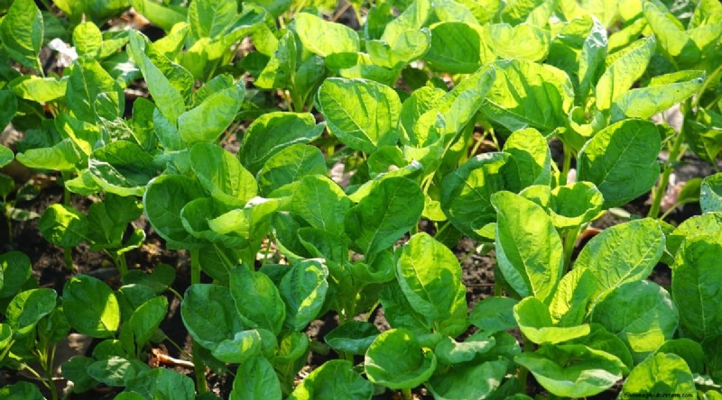 Plantación sucesiva:una guía para principiantes sobre cosechas continuas 