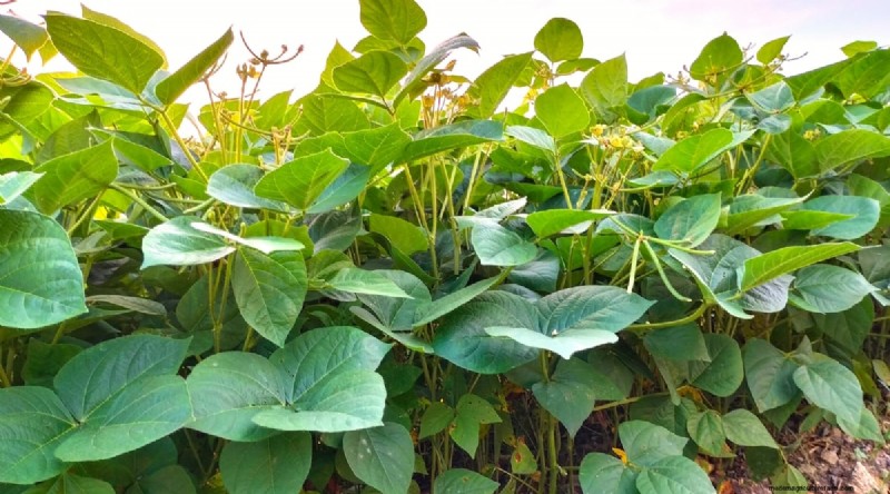 Plantación sucesiva:una guía para principiantes sobre cosechas continuas 