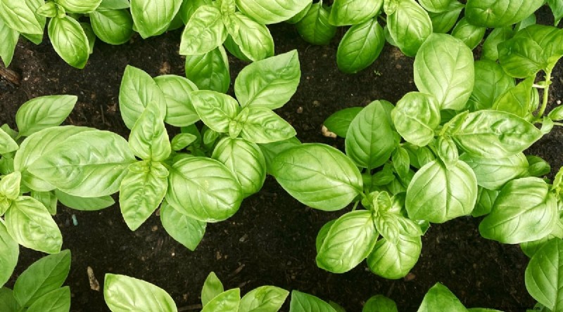 Plantación sucesiva:una guía para principiantes sobre cosechas continuas 