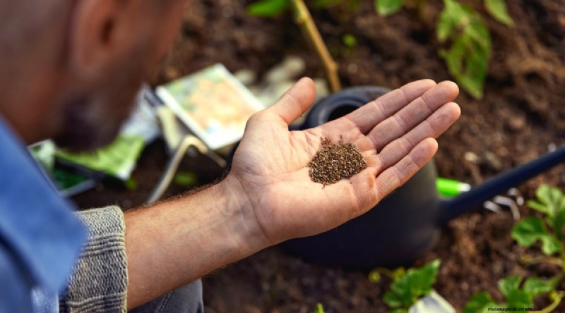 Plantación sucesiva:una guía para principiantes sobre cosechas continuas 