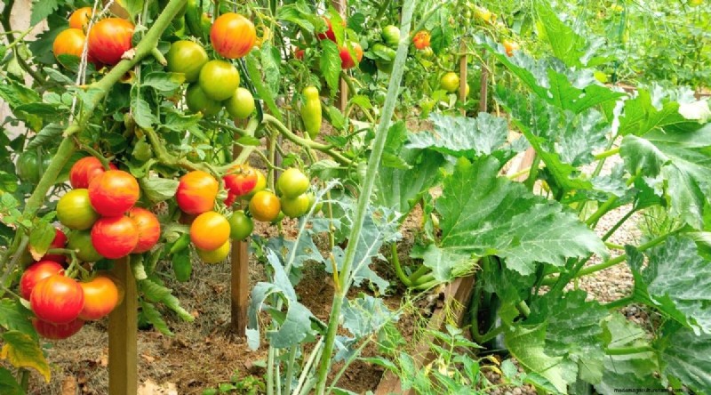 Plantación complementaria:tomates y calabazas para un jardín abundante 
