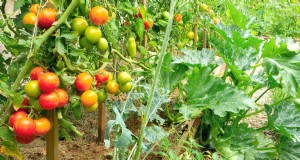 Begeleiding planten:tomaten en pompoen voor een overvloedige tuin 