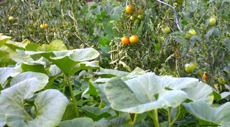 Plantación complementaria:tomates y calabazas para un jardín abundante 