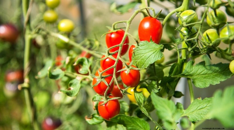 Plantación complementaria:tomates y calabazas para un jardín abundante 