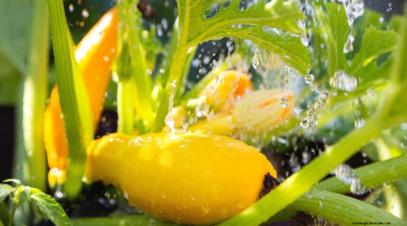 Plantación complementaria:tomates y calabazas para un jardín abundante 