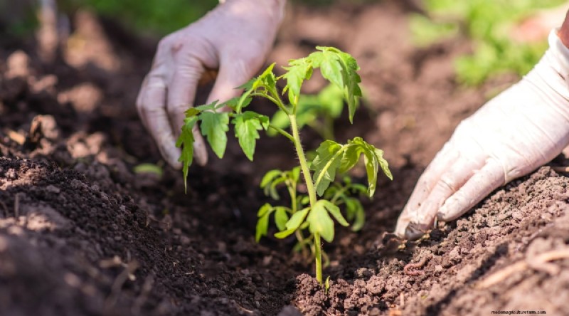 Plantación complementaria:tomates y calabazas para un jardín abundante 
