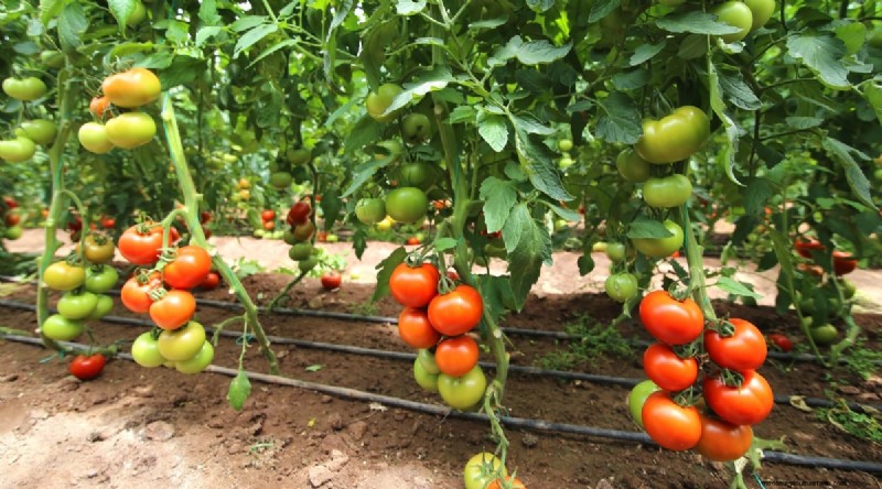 Plantación complementaria:tomates y calabazas para un jardín abundante 