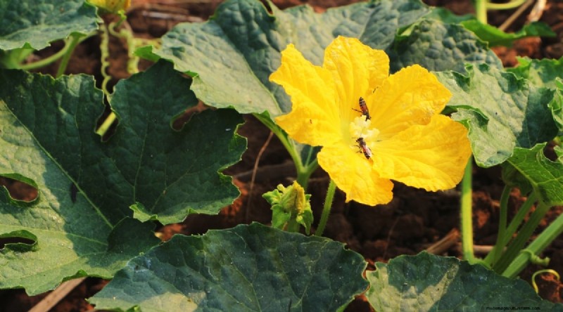 Plantación complementaria:tomates y calabazas para un jardín abundante 