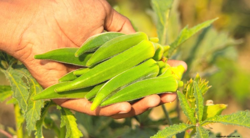 Okra-oogstgids:timing en beste praktijken voor smaakvolle peulen 