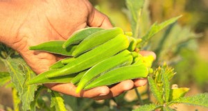 Okra-oogstgids:timing en beste praktijken voor smaakvolle peulen 
