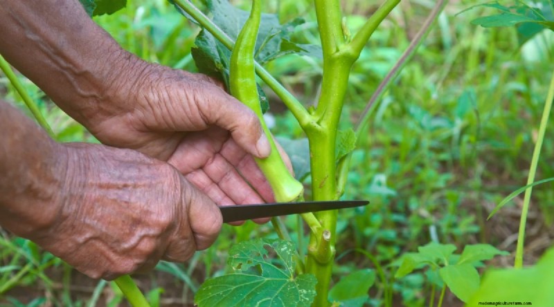 Okra-oogstgids:timing en beste praktijken voor smaakvolle peulen 