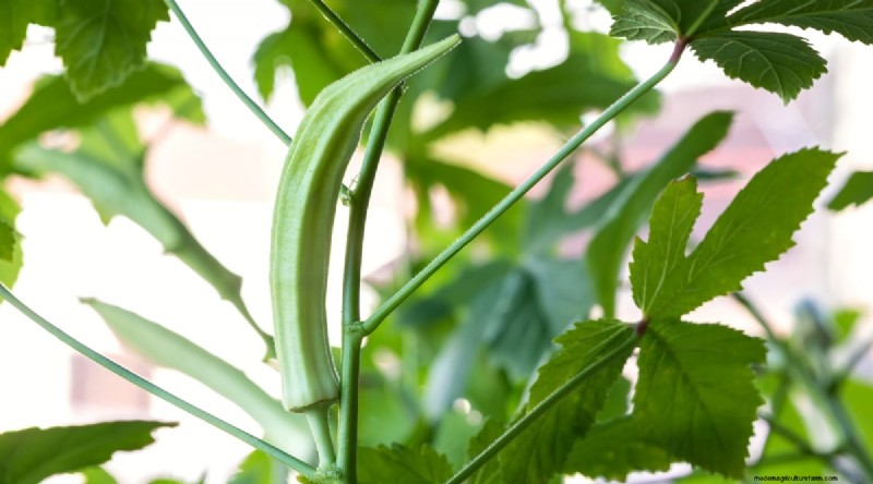 Okra-oogstgids:timing en beste praktijken voor smaakvolle peulen 