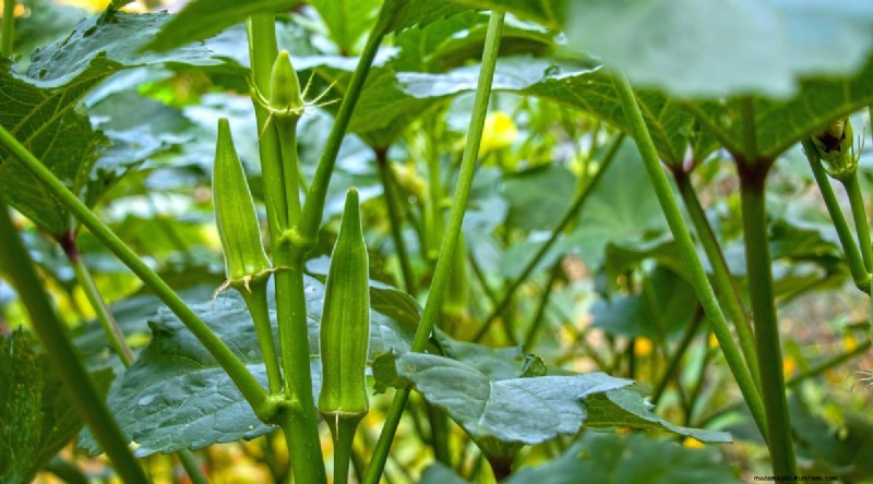Okra-oogstgids:timing en beste praktijken voor smaakvolle peulen 