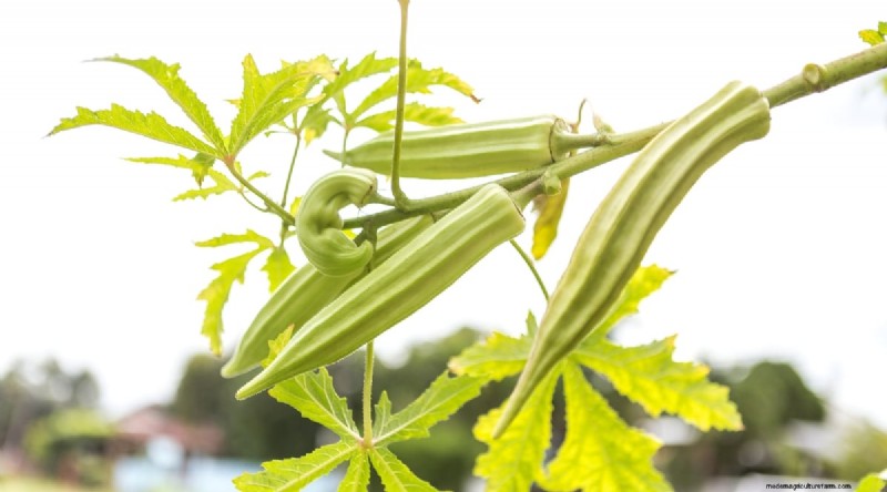Okra-oogstgids:timing en beste praktijken voor smaakvolle peulen 