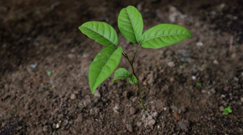 Ramboetanbomen:gids voor groeien, planten en verzorgen 