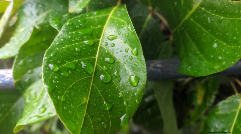 Ramboetanbomen:gids voor groeien, planten en verzorgen 