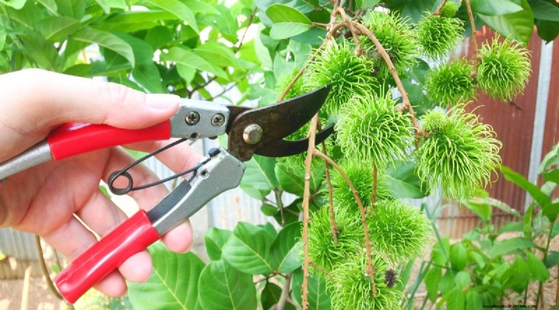 Ramboetanbomen:gids voor groeien, planten en verzorgen 