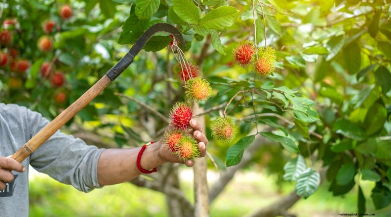 Ramboetanbomen:gids voor groeien, planten en verzorgen 