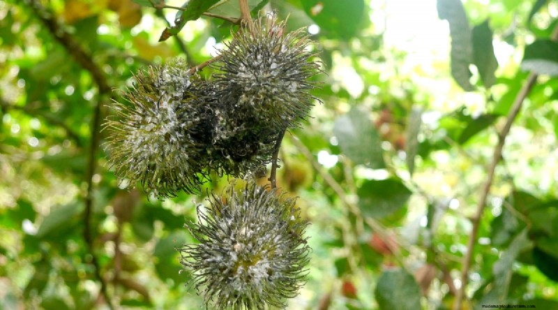 Ramboetanbomen:gids voor groeien, planten en verzorgen 
