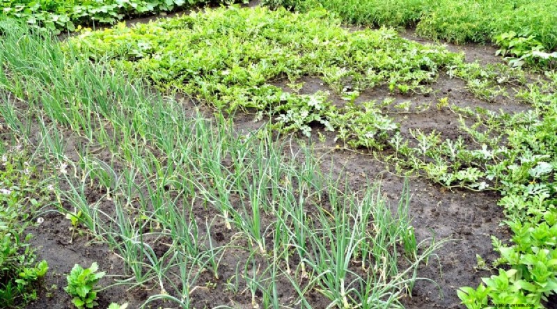Watermeloen-metgezelplanten:verhoog de opbrengst en de gezondheid van de tuin 