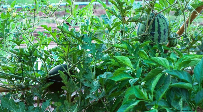 Watermeloen-metgezelplanten:verhoog de opbrengst en de gezondheid van de tuin 