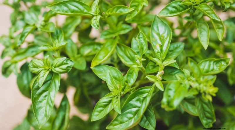 Watermeloen-metgezelplanten:verhoog de opbrengst en de gezondheid van de tuin 
