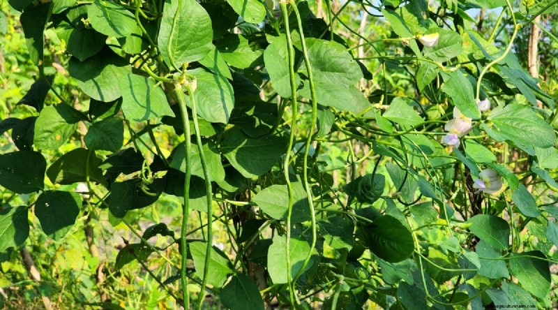 Watermeloen-metgezelplanten:verhoog de opbrengst en de gezondheid van de tuin 