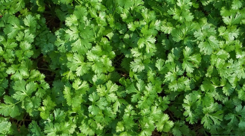 Watermeloen-metgezelplanten:verhoog de opbrengst en de gezondheid van de tuin 