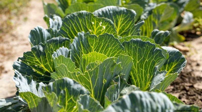 Watermeloen-metgezelplanten:verhoog de opbrengst en de gezondheid van de tuin 