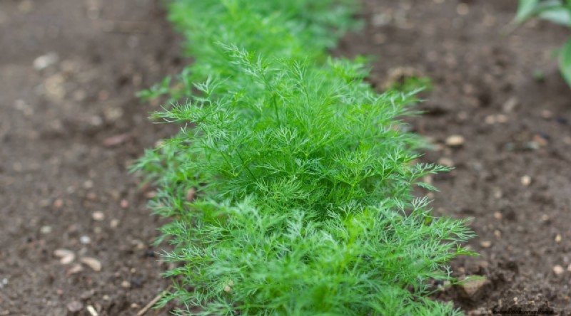 Watermeloen-metgezelplanten:verhoog de opbrengst en de gezondheid van de tuin 
