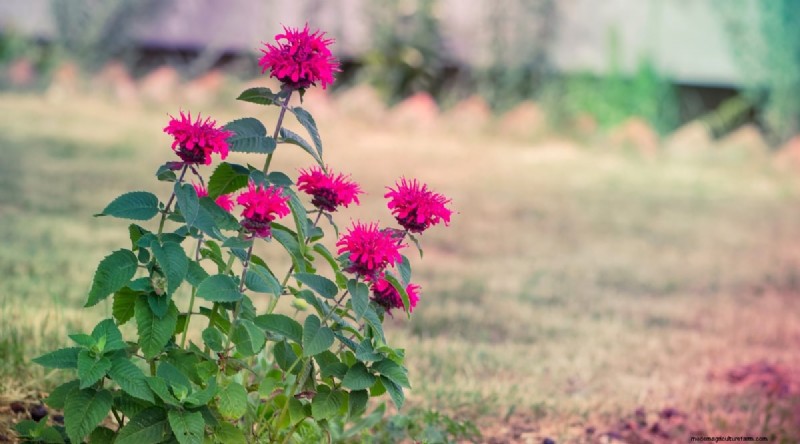 Watermeloen-metgezelplanten:verhoog de opbrengst en de gezondheid van de tuin 
