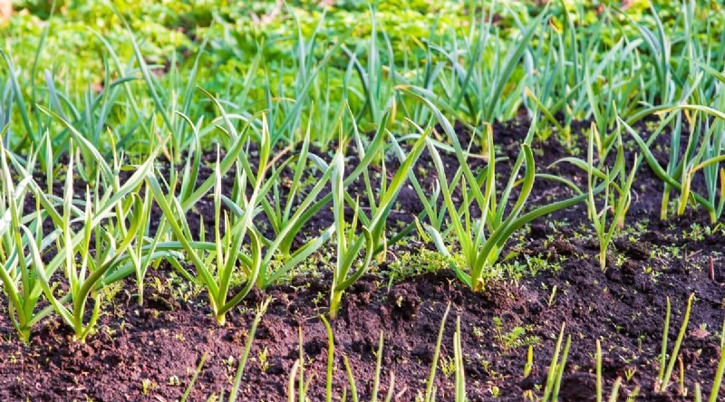 Watermeloen-metgezelplanten:verhoog de opbrengst en de gezondheid van de tuin 