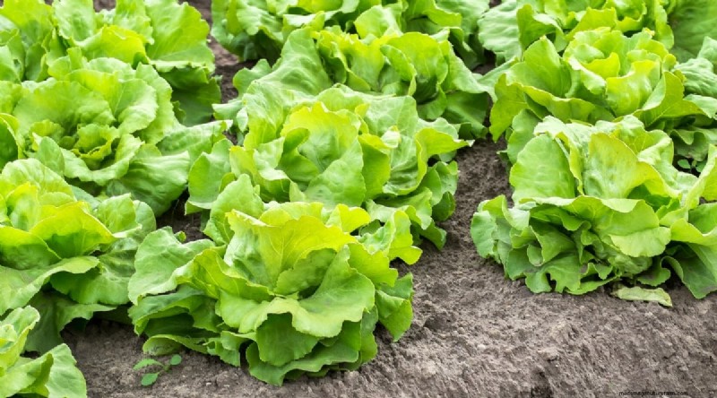 Watermeloen-metgezelplanten:verhoog de opbrengst en de gezondheid van de tuin 