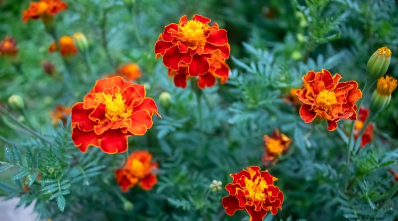 Watermeloen-metgezelplanten:verhoog de opbrengst en de gezondheid van de tuin 