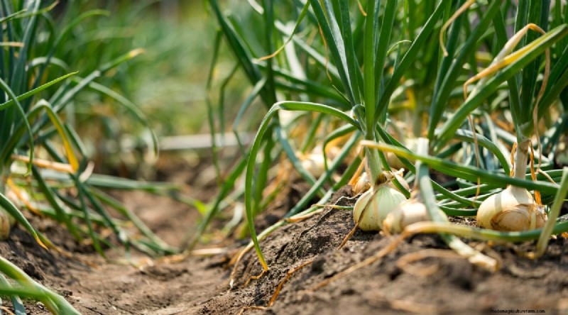Watermeloen-metgezelplanten:verhoog de opbrengst en de gezondheid van de tuin 