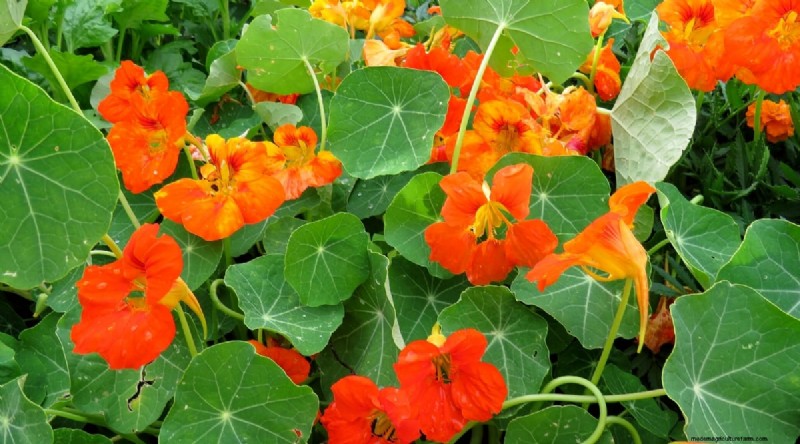 Watermeloen-metgezelplanten:verhoog de opbrengst en de gezondheid van de tuin 