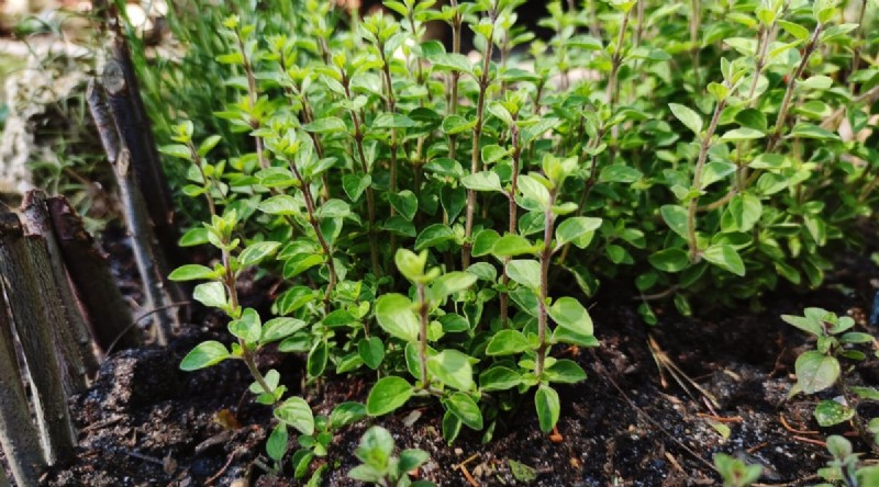Watermeloen-metgezelplanten:verhoog de opbrengst en de gezondheid van de tuin 