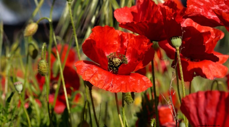 Watermeloen-metgezelplanten:verhoog de opbrengst en de gezondheid van de tuin 