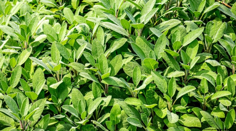 Watermeloen-metgezelplanten:verhoog de opbrengst en de gezondheid van de tuin 