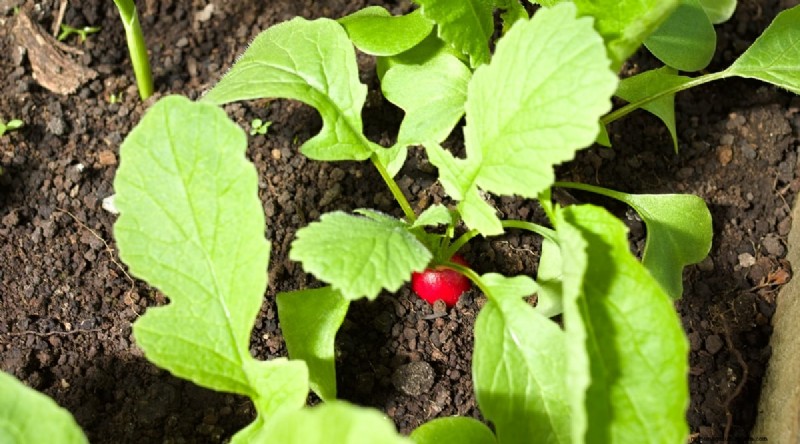 Watermeloen-metgezelplanten:verhoog de opbrengst en de gezondheid van de tuin 