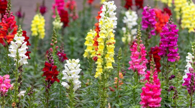 Watermeloen-metgezelplanten:verhoog de opbrengst en de gezondheid van de tuin 