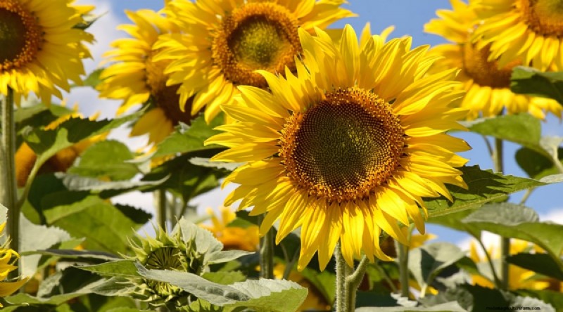Watermeloen-metgezelplanten:verhoog de opbrengst en de gezondheid van de tuin 