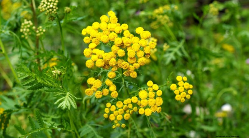 Watermeloen-metgezelplanten:verhoog de opbrengst en de gezondheid van de tuin 