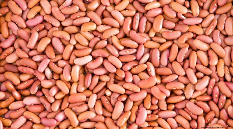 Groeiende bonen:een uitgebreide gids voor 44 variëteiten 