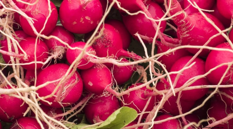 Kweek radijs:40 variëteiten voor elke tuinman 