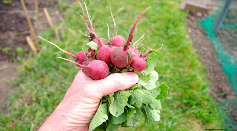 Kweek radijs:40 variëteiten voor elke tuinman 
