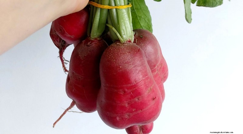 Kweek radijs:40 variëteiten voor elke tuinman 