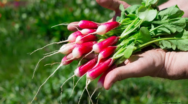 Kweek radijs:40 variëteiten voor elke tuinman 